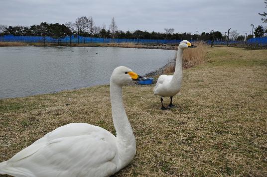 夫婦白鳥